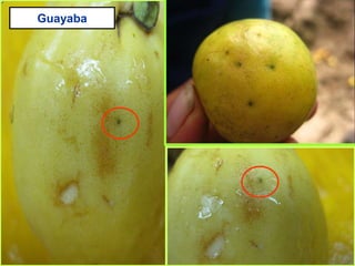 Guayaba
 