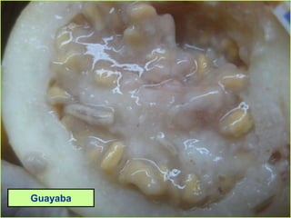 Guayaba
 