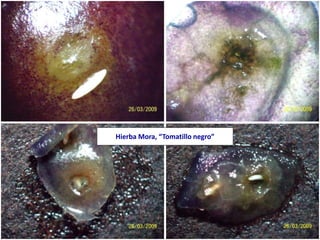 Hierba Mora, “Tomatillo negro”
 