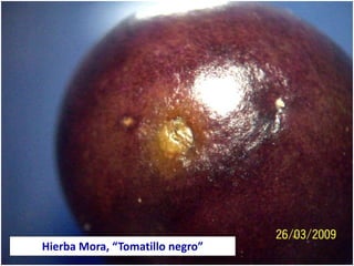 Hierba Mora, “Tomatillo negro”
 