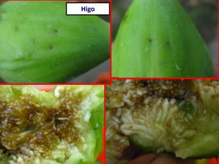 Higo
 