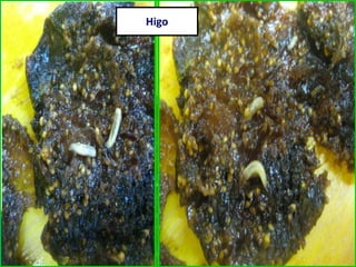 Higo
 
