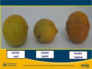 Limón
real
Limón
tahití
Limón
rugoso
 