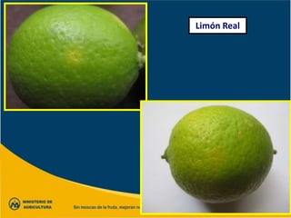 Limón Real
 