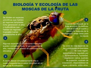 BIOLOGÍA Y ECOLOGÍA DE LAS
MOSCAS DE LA FRUTA
Se dividen en especies
univoltinas que habitan
en regiones templadas
(Una generación al año)
y multivoltinas que
habitan en regiones
tropicales (varias
generaciones al año).
1
Algunas especies en condiciones tropicales
pueden completar hasta 12 generaciones al
año, manteniendo niveles de población muy
elevados.
2
A veces atacan simultáneamente tres o
cuatro hospedantes si estos coinciden en su
época de fructificación.
3
Cuando las moscas de la
fruta alcanzan la madurez
sexual (Entre el cuarto y
quinto día después de la
emergencia) están listas para
la cópula
4
Su ciclo de vida depende de
las condiciones ambientales
de cada región,
estrechamente regulado por
la temperatura, humedad,
vegetación nativa, sustrato
de pupación, sustrato de
oviposición, disponibilidad de
agua y alimento, entre otros.
5
 