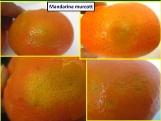 Mandarina murcott
 
