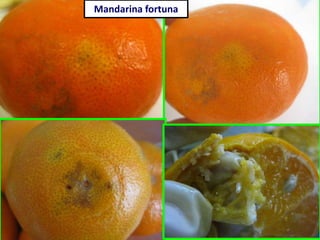 Mandarina fortuna
 