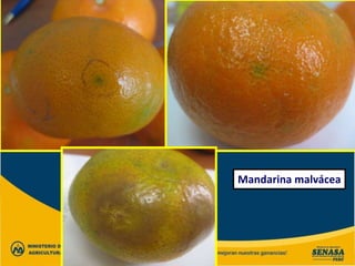 Mandarina malvácea
 