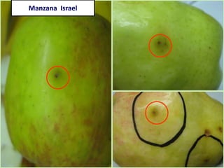 Manzana Israel
 