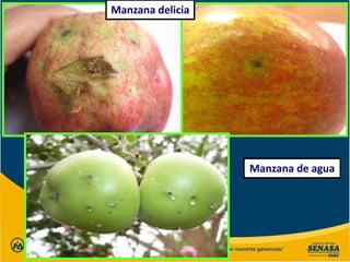 Manzana delicia
Manzana de agua
 