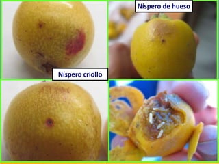 Níspero criollo
Níspero de hueso
 