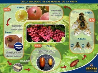 CICLO BIOLÓGICO DE LAS MOSCAS DE LA FRUTA
 
