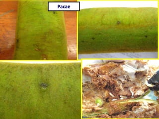 Pacae
 
