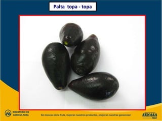 Palta topa - topa
 