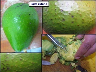 Palta zutano
 