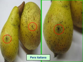 Pera italiana
 