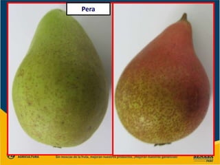 Pera
 