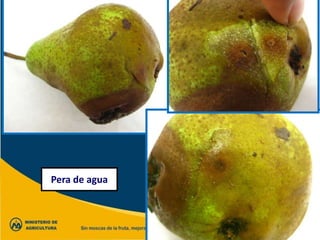 Pera de agua
 