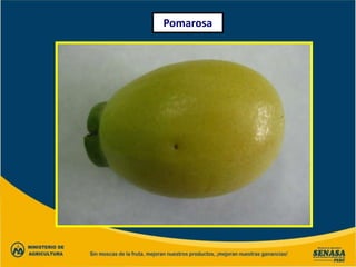 Pomarosa
 