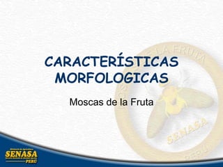CARACTERÍSTICAS
MORFOLOGICAS
Moscas de la Fruta
 