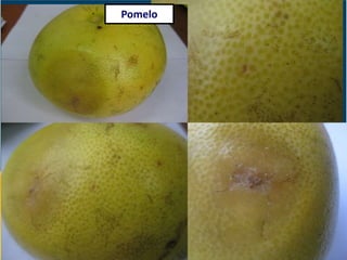 Pomelo
 