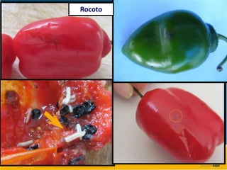 Rocoto
 