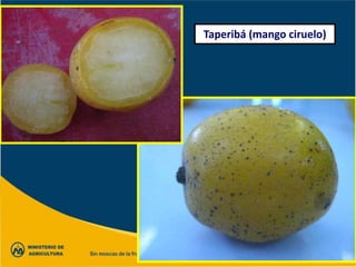 Taperibá (mango ciruelo)
 