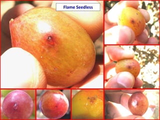 Flame Seedless
 