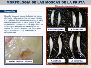 MORFOLOGIA DE LAS MOSCAS DE LA FRUTA
Huevecillos:
De color blanco cremoso, brillante, de forma
elongada y ahusada en los extremos (similar
a un plátano) ligeramente convexo en la parte
dorsal y cóncavo en la parte ventral. En la
región anterior presenta un micrópilo de forma
tuberculada, el córion se presenta liso sin
relieve. Su tamaño es menor de 2 mm y en
algunos casos el corion se encuentra
ornamentado.
A. fraterculus
A. distinctaCeratitis capitata - Níspero
Ceratitis capitata
A. serpentina
Diferencias interespecíficas
 