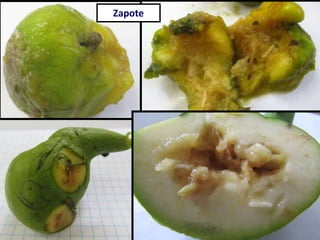 Zapote
 