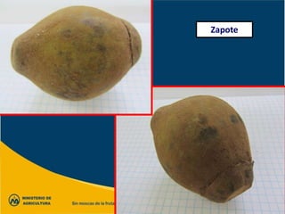 Zapote
 