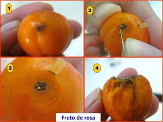 Fruto de rosa
1 3
2 4
 