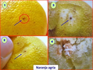 1 3
2
4
Naranja agria
 