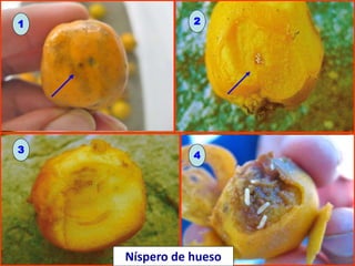 1 2
3
4
Níspero de hueso
 