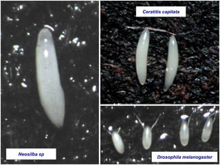 Neosilba sp
Drosophila melanogaster
Ceratitis capitata
 