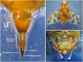 Membrana
Eversible
VII
Ovipositor (Aculeus)
Punta del Ovipositor
Oviducto
 