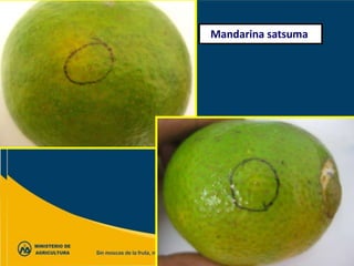 Mandarina malvácea
 