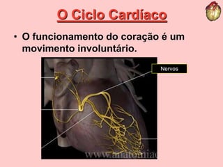 O Ciclo Cardíaco Nervos O funcionamento do coração é um movimento involuntário.  