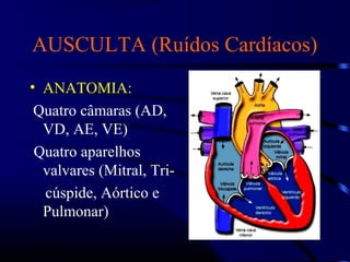 AUSCULTA (Ruídos Cardíacos)
• ANATOMIA:
Quatro câmaras (AD,
VD, AE, VE)
Quatro aparelhos
valvares (Mitral, Tri-
cúspide, Aórtico e
Pulmonar)
 