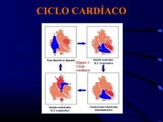 CICLO CARDÍACOCICLO CARDÍACO
 