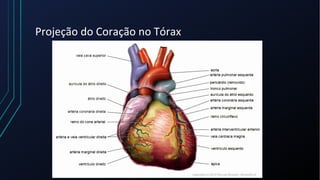 Projeção do Coração no Tórax
 