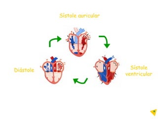 Diástole Sístole auricular Sístole ventricular 