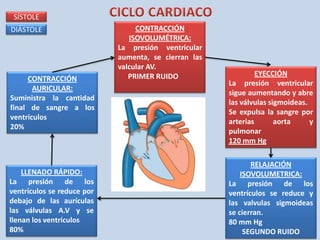 CONTRACCIÓN
ISOVOLUMÉTRICA:
La presión ventricular
aumenta, se cierran las
valcular AV.
PRIMER RUIDO EYECCIÓN
La presión ventricular
sigue aumentando y abre
las válvulas sigmoideas.
Se expulsa la sangre por
arterias aorta y
pulmonar
120 mm Hg
RELAJACIÓN
ISOVOLUMETRICA:
La presión de los
ventrículos se reduce y
las valvulas sigmoideas
se cierran.
80 mm Hg
SEGUNDO RUIDO
LLENADO RÁPIDO:
La presión de los
ventrículos se reduce por
debajo de las aurículas
las válvulas A.V y se
llenan los ventrículos
80%
CONTRACCIÓN
AURICULAR:
Suministra la cantidad
final de sangre a los
ventriculos
20%
SÍSTOLE
DIÁSTOLE
 