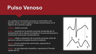 Pulso Venoso
 Los cambios en la presión auricular se transmiten a las
grandes venas, lo cual origina 3 ondas características en el
registro de la presión yugular.
Onda a: sístole auricular.
Onda c: aumento en la presión auricular producido por el
abultamiento de la válvula tricúspide en la aurícula durante la
contracción ventricular isovolumétrica.
Onda v: refleja la elevación de la presión auricular antes de
abrirse la válvula tricúspide durante la diástole.
Seno X: ocurre contracción ventricular, representa la
relajación auricular.
Seno Y: es una depresión diastólica, representa el llenado
rápido del VD.
Opie, L. Mechanisms of Cardiac Contraction and Relaxation. Braunwlad´s Heart Disease. 9th . 2012. 473-501
 