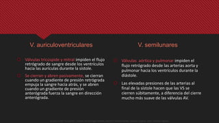 V. auriculoventriculares
 Válvulas tricúspide y mitral impiden el flujo
retrógrado de sangre desde los ventrículos
hacia las aurículas durante la sístole.
 Se cierran y abren pasivamente, se cierran
cuando un gradiente de presión retrógrada
empuja la sangre hacia atrás, y se abren
cuando un gradiente de presión
anterógrada fuerza la sangre en dirección
anterógrada.
V. semilunares
 Válvulas aórtica y pulmonar impiden el
flujo retrógrado desde las arterias aorta y
pulmonar hacia los ventrículos durante la
diástole.
 Las elevadas presiones de las arterias al
final de la sístole hacen que las VS se
cierren súbitamente, a diferencia del cierre
mucho más suave de las válvulas AV.
Guyton y Hall. El Corazón. Tratado de Fisiología Médica, Decimo Tercera Edición. Elsevier. España. 2016. (versión digital).
 
