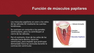  Los músculos papilares se unen a los velos
de las válvulas AV mediante las cuerdas
tendinosas.
 Se contraen en conjunto a las paredes
ventriculares, pero no contribuyen al
cierre de las válvulas.
 Por el contrario, tiran de los velos de las
válvulas hacia dentro, hacia los
ventrículos, para impedir que protruyan
demasiado hacia las aurículas durante la
contracción ventricular.
Función de músculos papilares
Guyton y Hall. El Corazón. Tratado de Fisiología Médica, Decimo Tercera Edición. Elsevier. España. 2016. (versión digital).
 