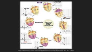 Opie, L. Mechanisms of Cardiac Contraction and Relaxation. Braunwlad´s Heart Disease. 9th . 2012. 473-501
 