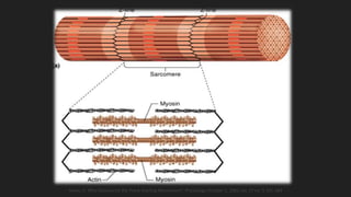 Heinz, H. Who Discovered the Frank-Starling Mechanism?. Physiology October 1, 2002 vol. 17 no. 5 181-184
 