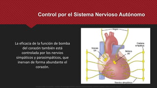 Control por el Sistema Nervioso Autónomo
La eficacia de la función de bomba
del corazón también está
controlada por los nervios
simpáticos y parasimpáticos, que
inervan de forma abundante el
corazón.
Guyton y Hall. El Corazón. Tratado de Fisiología Médica, Decimo Tercera Edición. Elsevier. España. 2016. (versión digital).
 