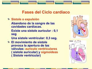 Fases del Ciclo cardiaco
Sistole o expulsión
Abandono de la sangre de las
cavidades cardiacas.
Existe una sístole auricular : 0,1
seg
Una sístole ventricular: 0,3 seg.
El movimiento de sístole
provoca la apertura de las
válvulas: aurículo ventriculares
( sistole auricular) y sigmoídeas
( Sístole ventricular)
 